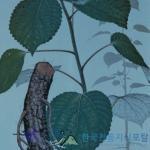 모시풀 이미지