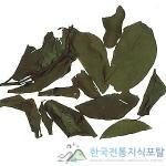 왕모람, 휘커스 퓨밀라 이미지